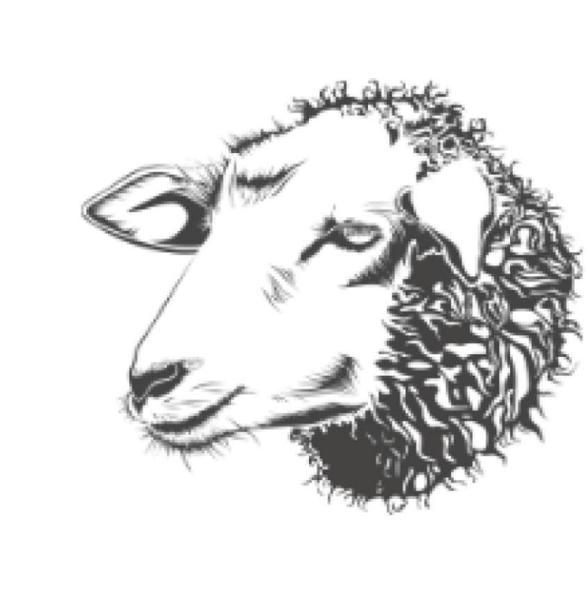 Sheep clipart