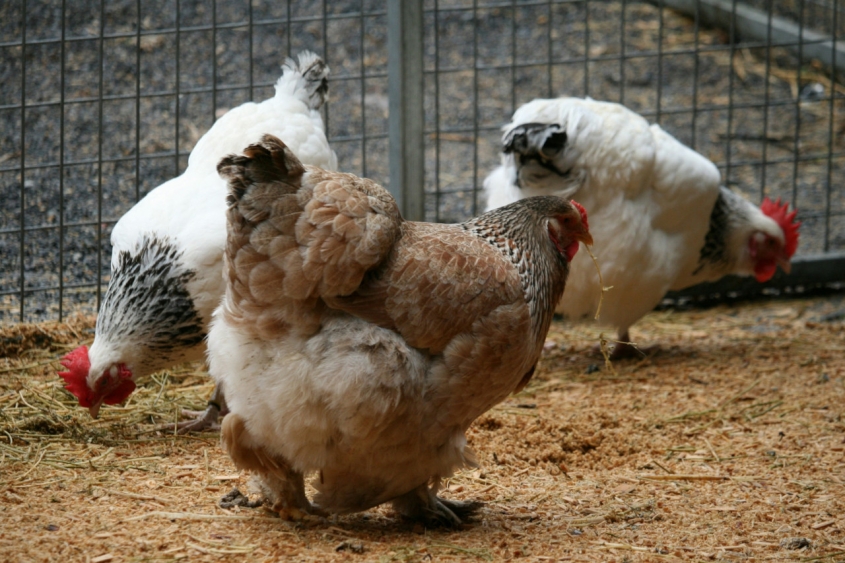 Chicken in a production facility