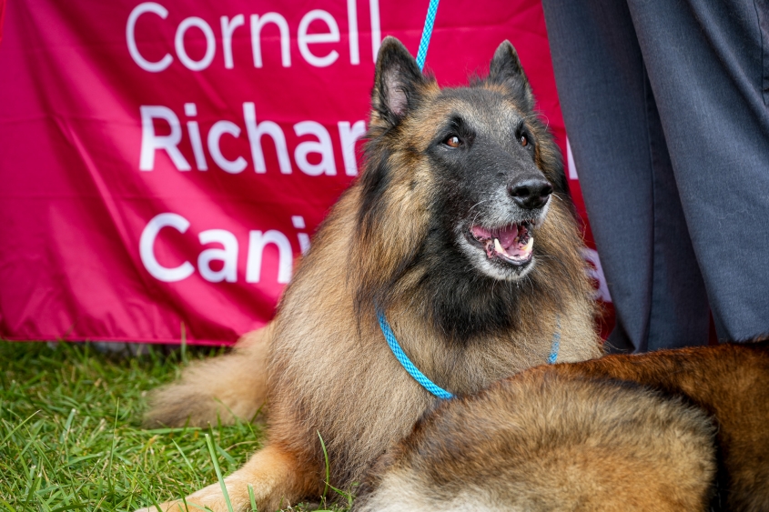 A Belgian Tervuren looks on with a red table cloth behind it. 