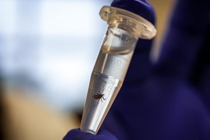A tick suspended in liquid in a test tube