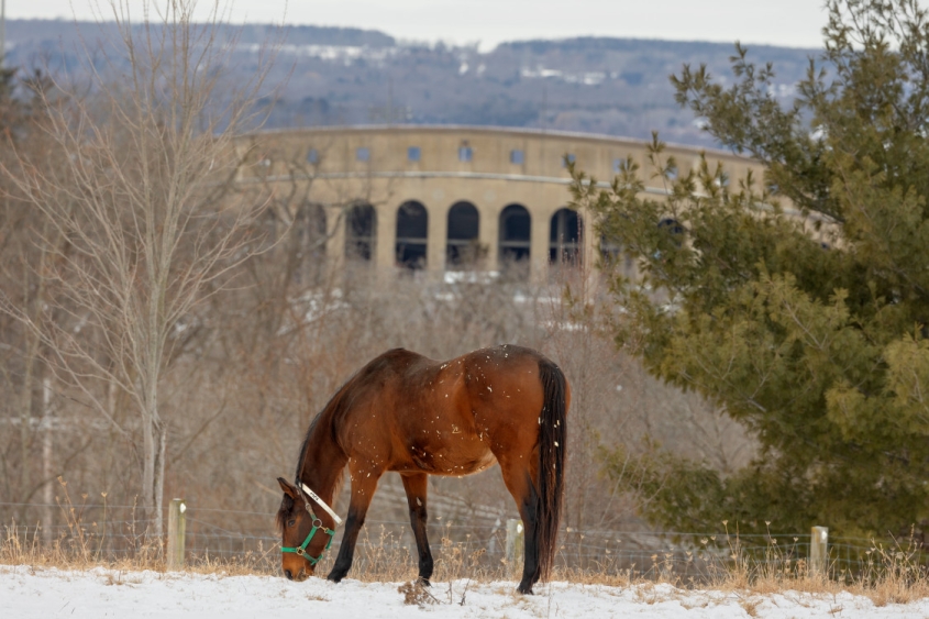 Horse in a field