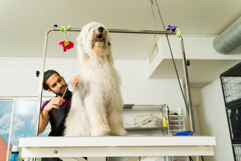 A male worker giving a trim or haircut to a big bobtail happy dog at the grooming pet spa