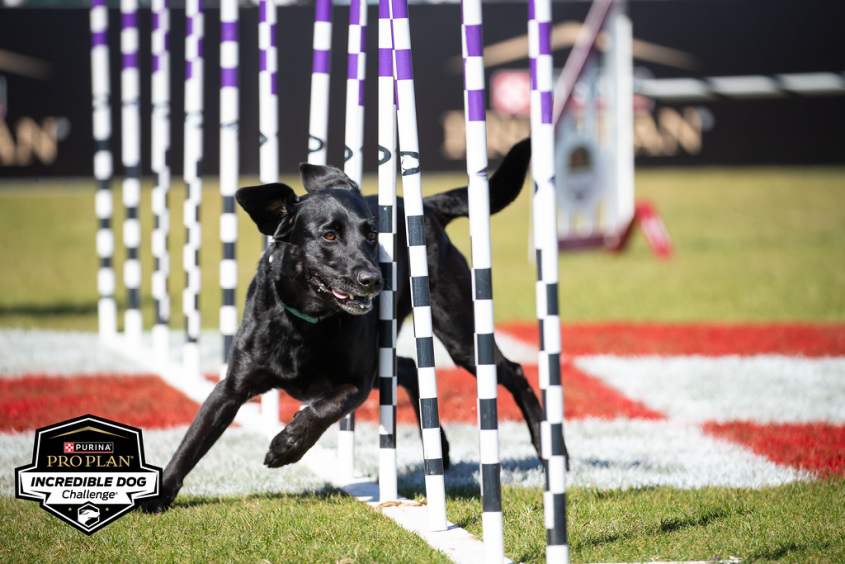 Lab doing agility