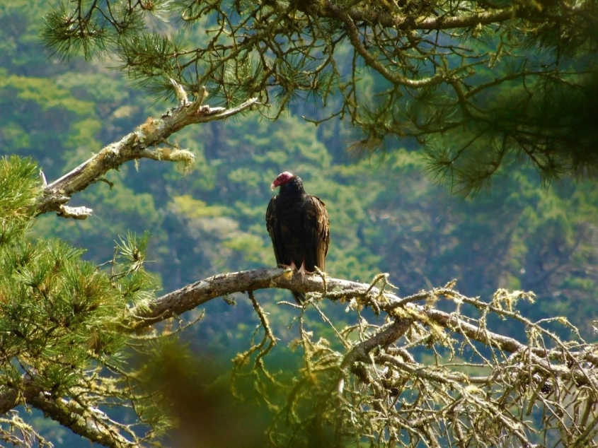 California condor in pine tree