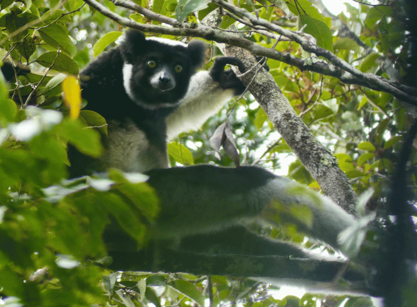 Indri lemur in tree