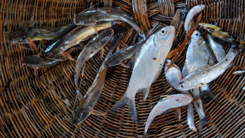A basket of small fish of different species