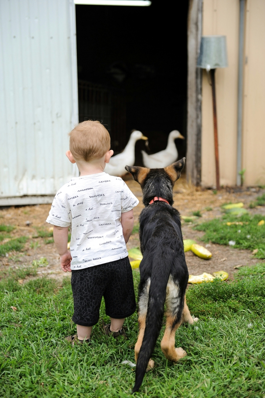 Child standing next to a dog looking at ducks.