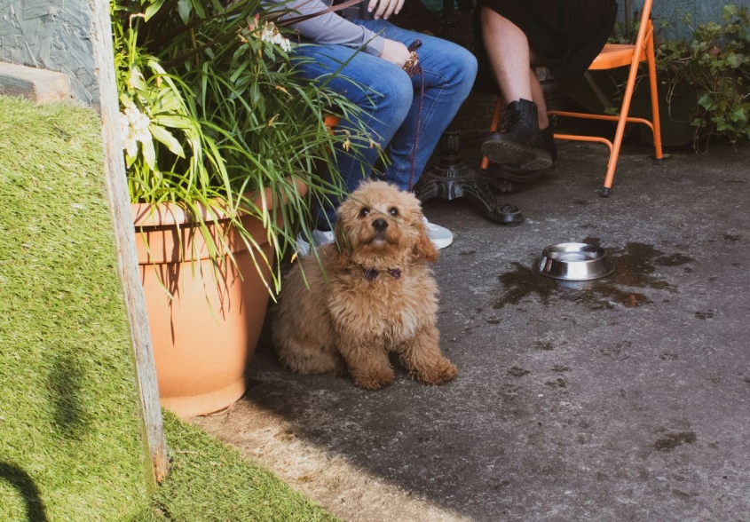 Small fluffy dog on a leash seated near owners