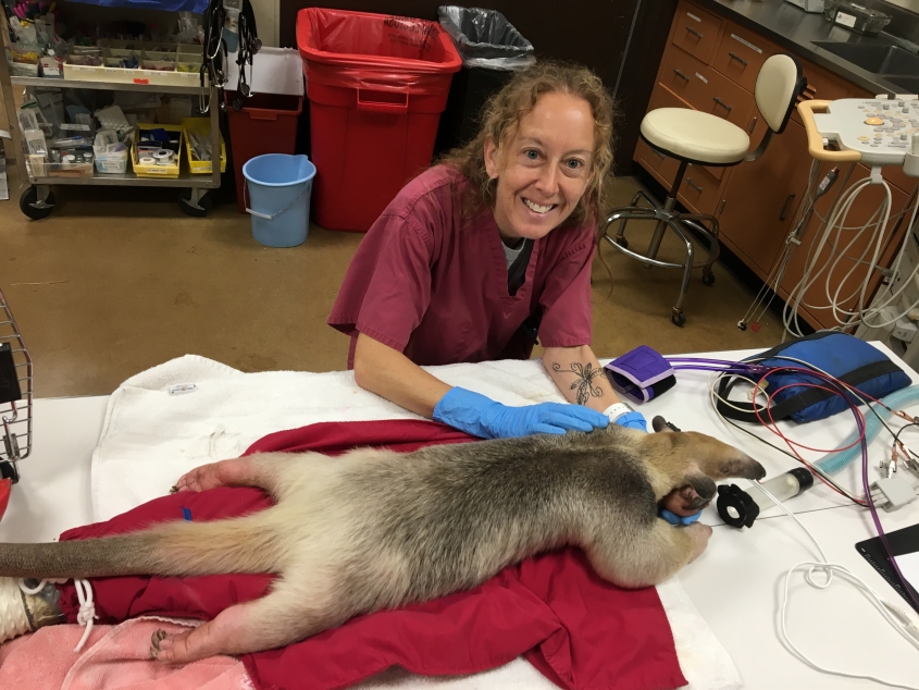 Veterinarian in clinic with anesthetized tamandua