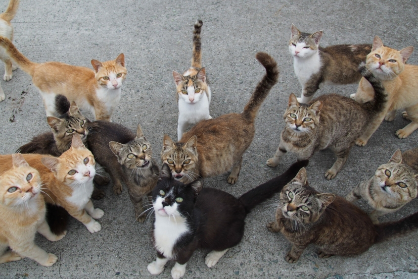 A group of alley cats