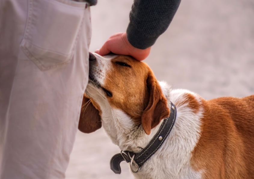 A man petting a dog on the head