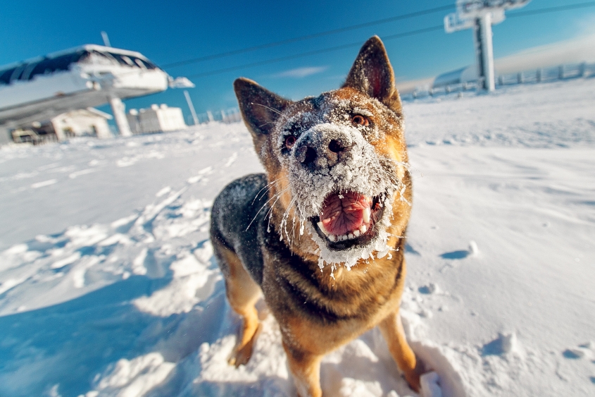 A dog covered in snow in a snowy field. 