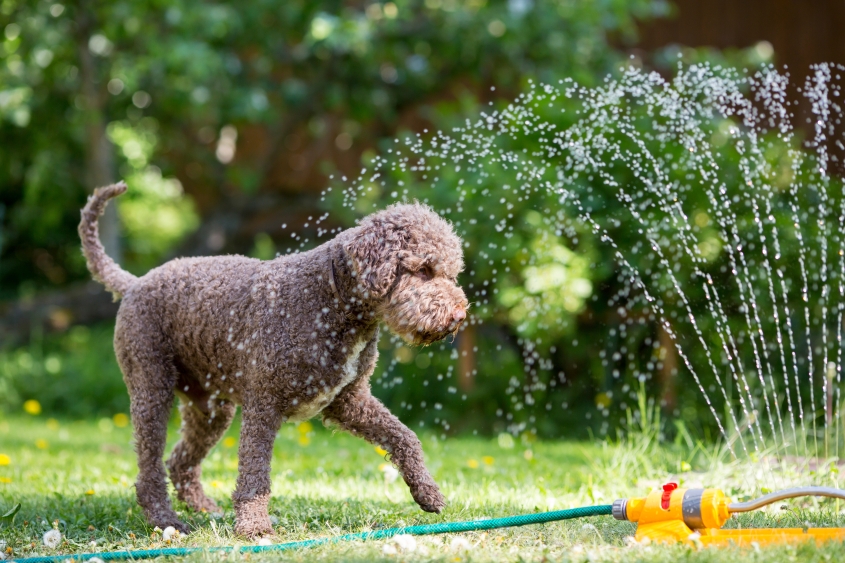 A dark colored dog with curly hair plays outside in a sprinkler. 