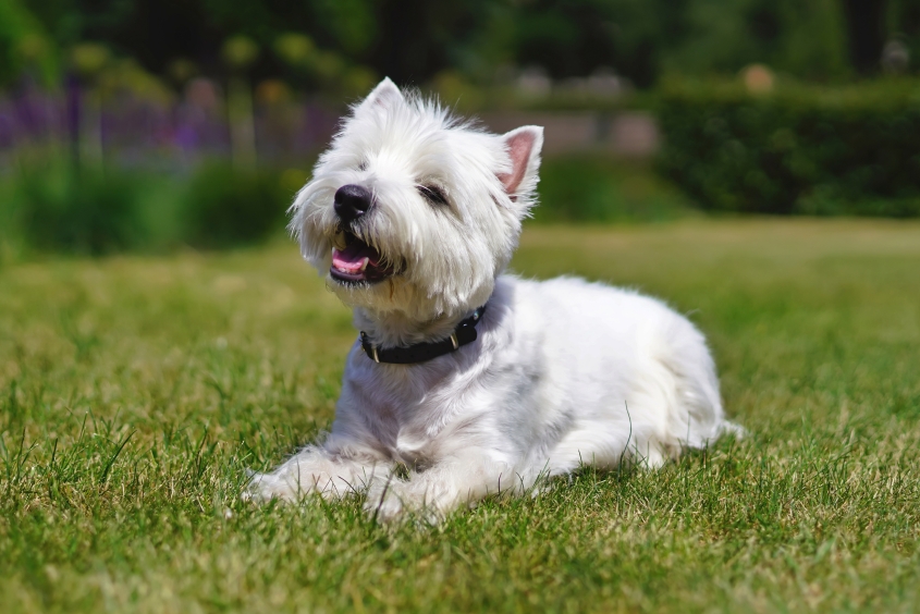 Happy West Highland White Terrier dog lying down on a green grass in summer