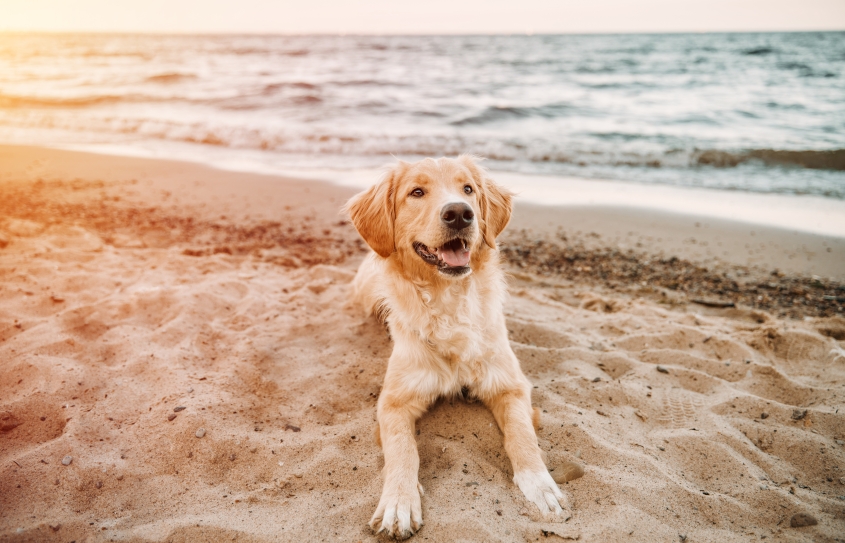Golden retriever sitting on the sand beach of the Baltic Sea. Concept for the summer adventures of dogs at the seaside vacation.