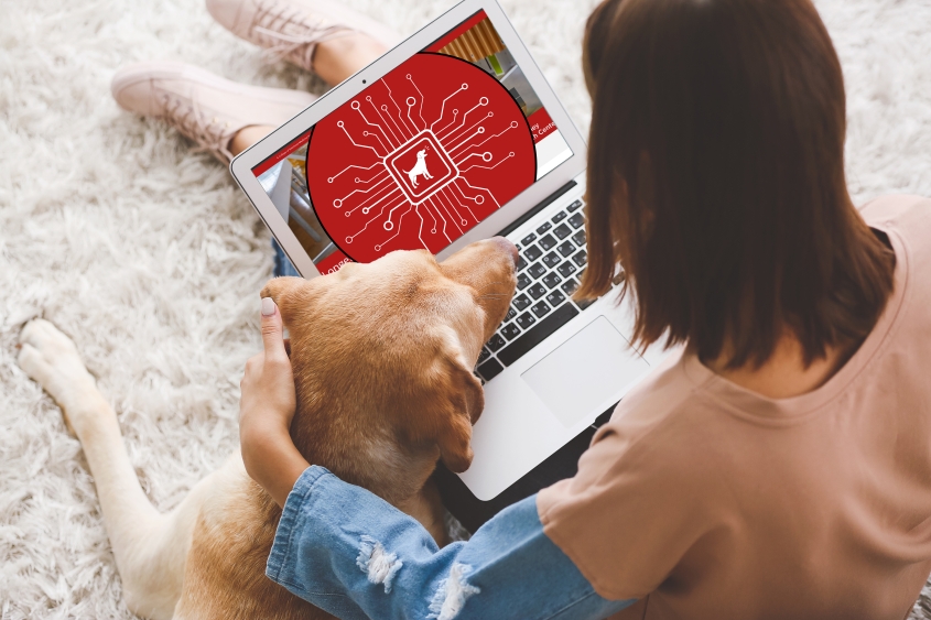 A person sits looking at a computer with a dog on their lap. 