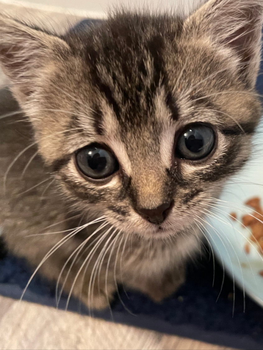 A tiny kitten