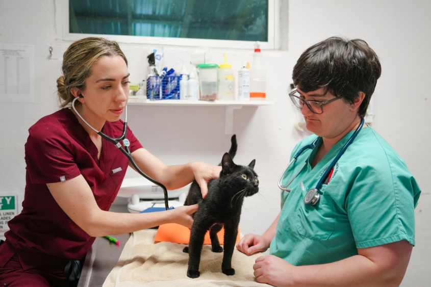 Two veterinarians examining a black cat