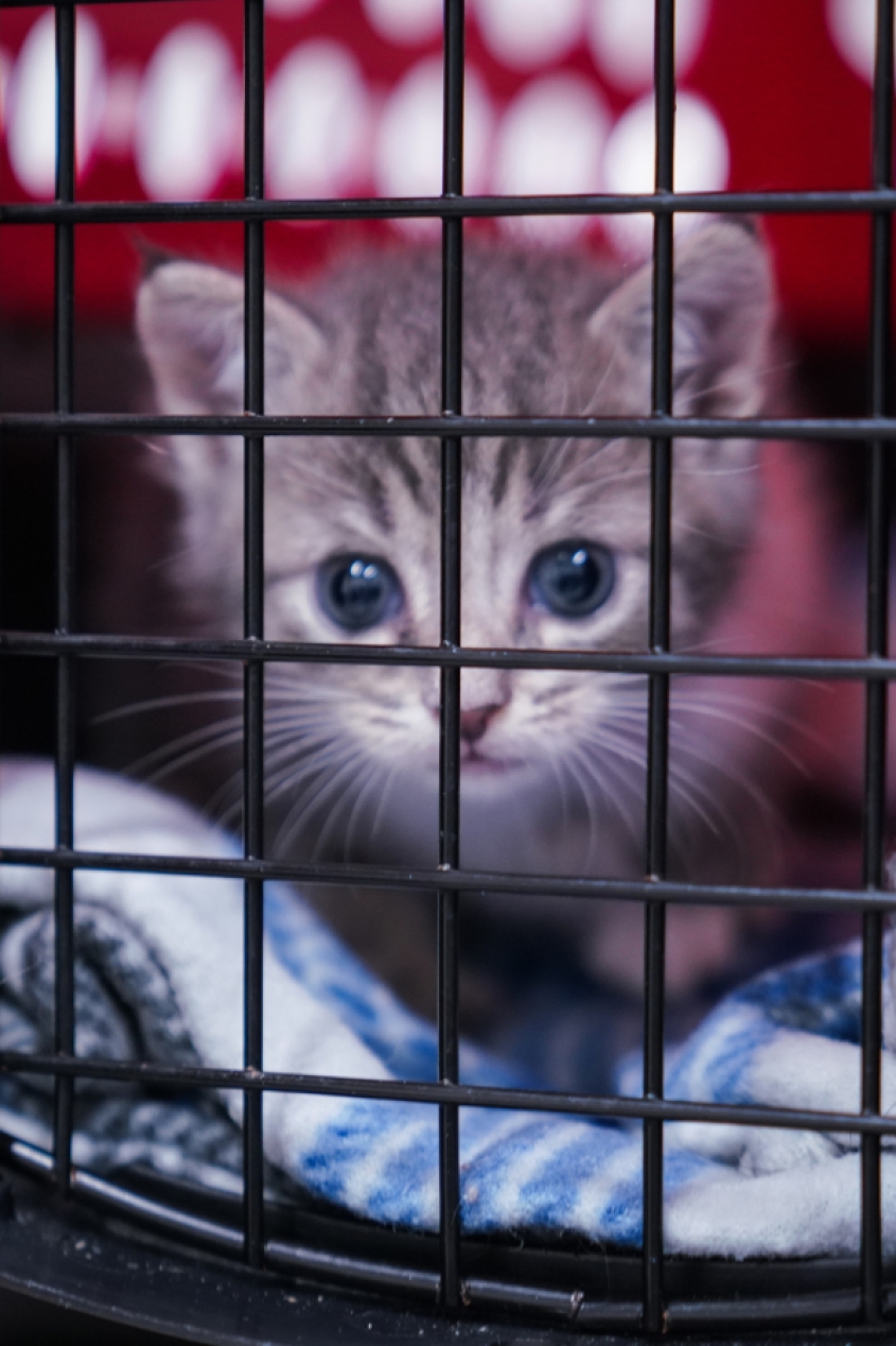 A cat in a animal carrier