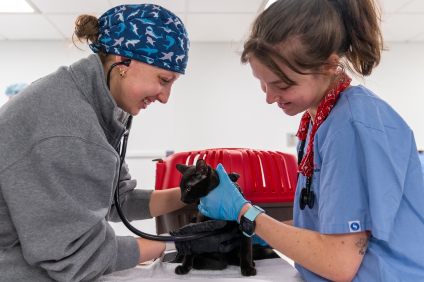 Two veterinarians examining a kitten