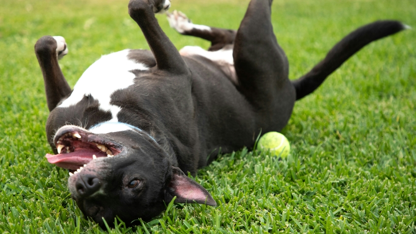 A black and white dog rolls around in green grass next to a tennis ball