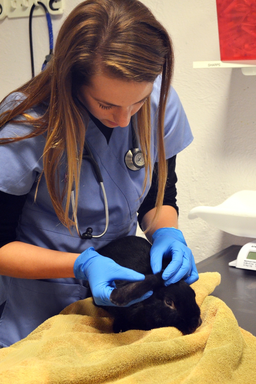 A vet examining a bunny's ear