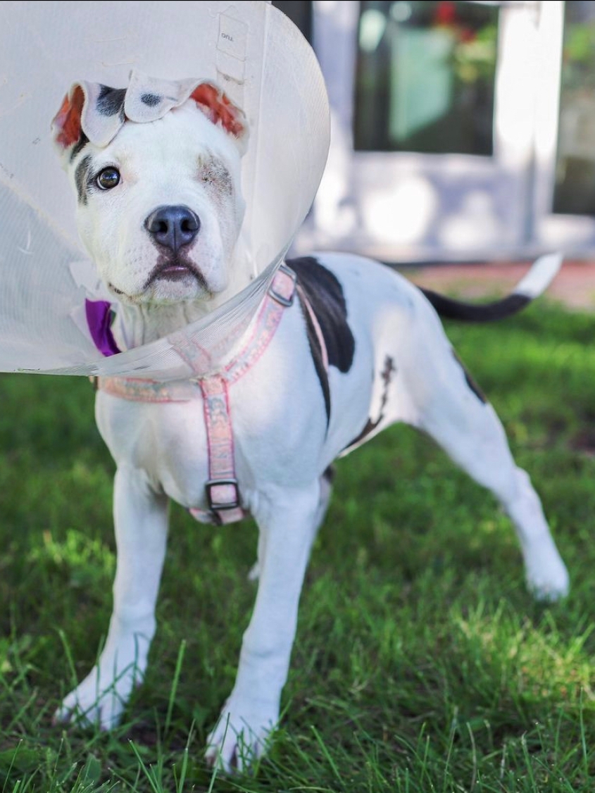 A one-eyed dog with a cone around his head