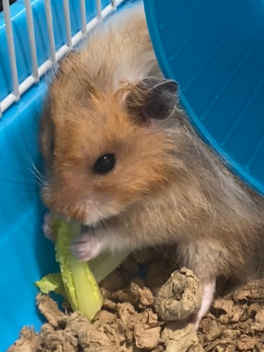 Hamster in a cage