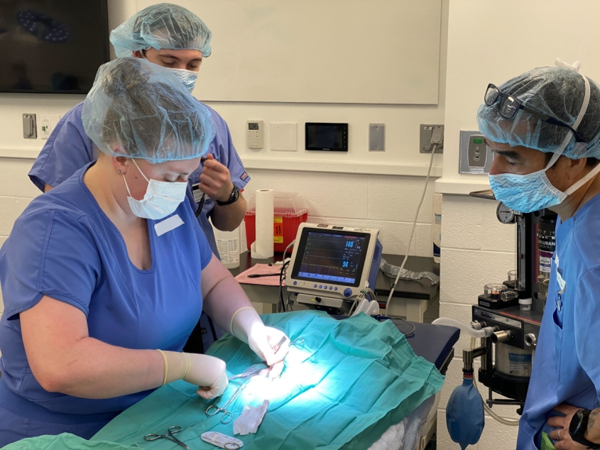 A vet student doing a surgical procedure under supervision of a professor