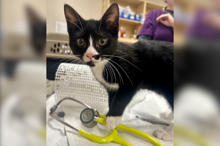 Ming the cat on a vet exam table