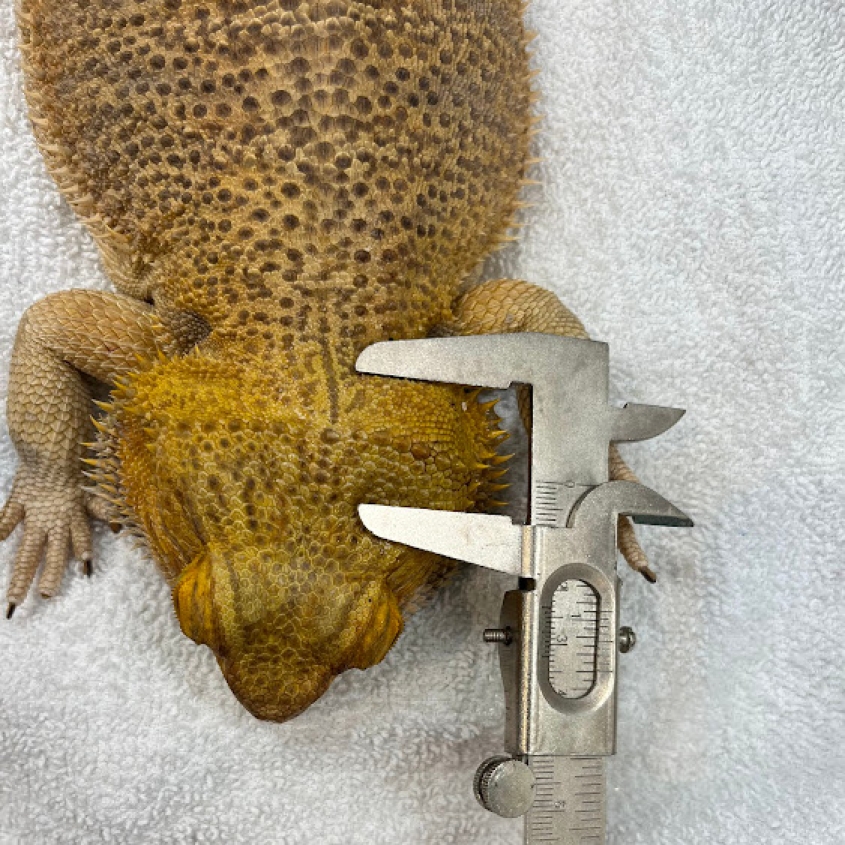View of the top of the bearded dragon's head with a ruler measuring it