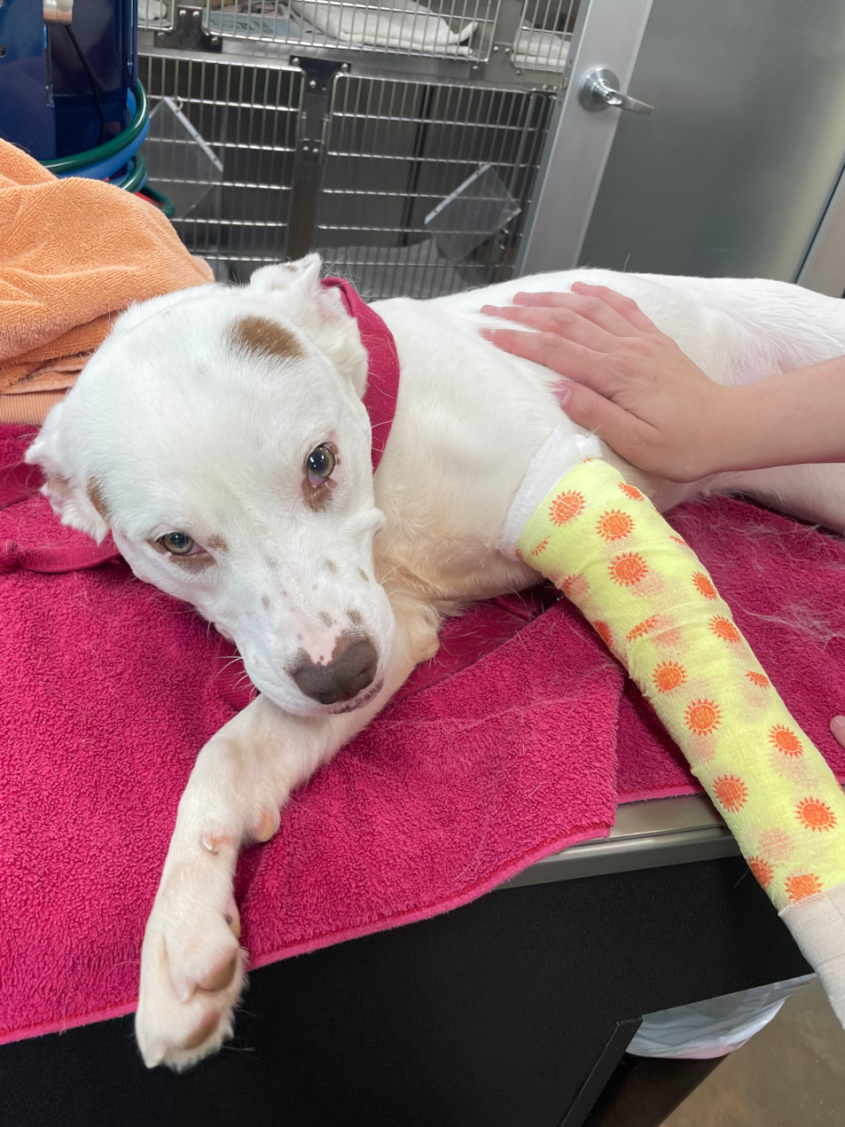 A dog with a paw in a cast