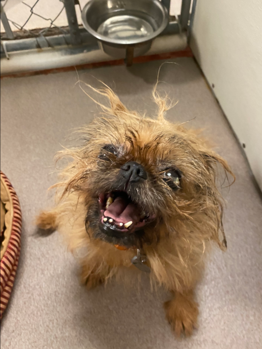 A dog with matted hair looking up at the camera 