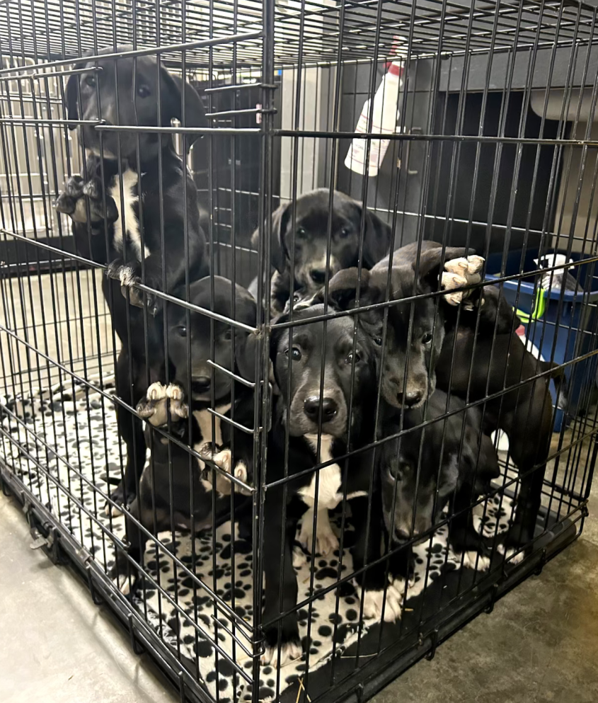 a litter of large dogs in a small kennel