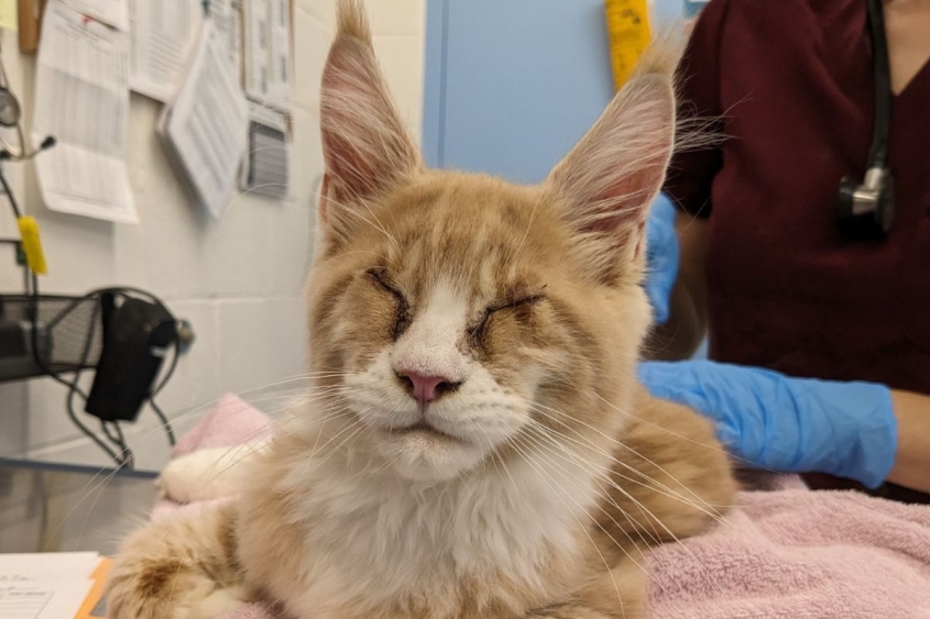 Lancelot the cat