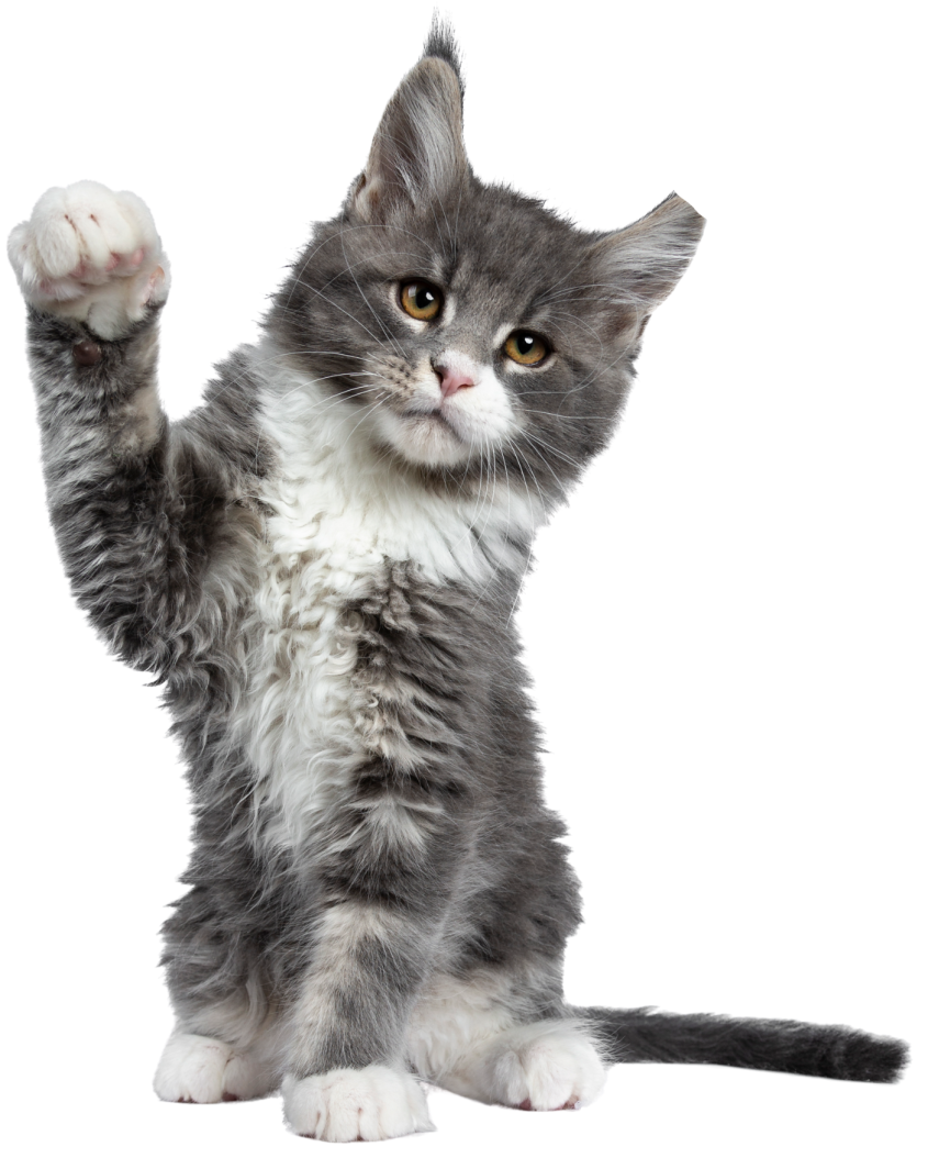 A cat with the tip of his left ear cut off