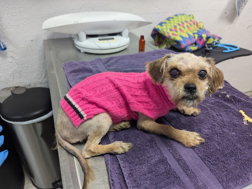 A small dog that looks scared on a vet exam table