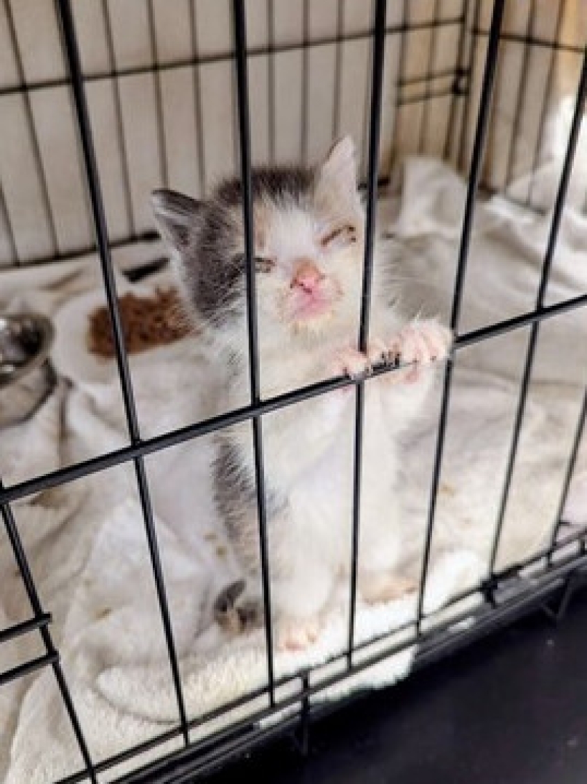 A tiny kitten standing on his hind legs in a crate