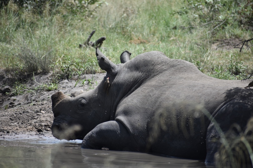 rhino laying in a pond