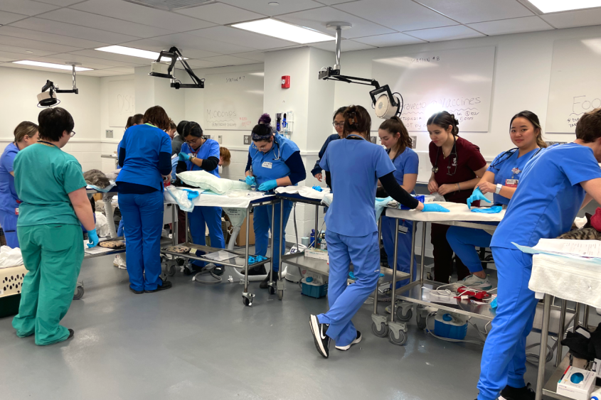 Veterinary students in scrubs treating animals at different stations