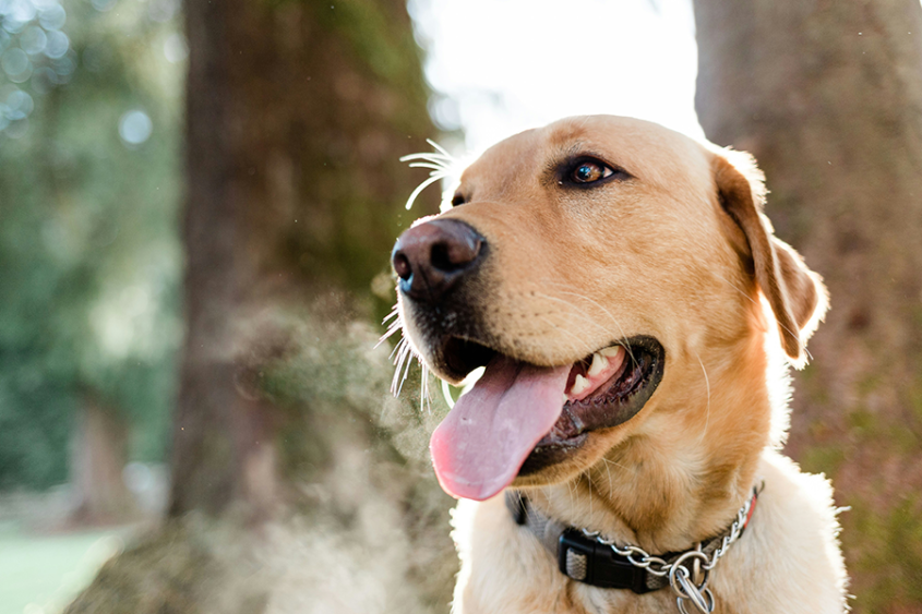A yellow Labrador basking in the sunlight