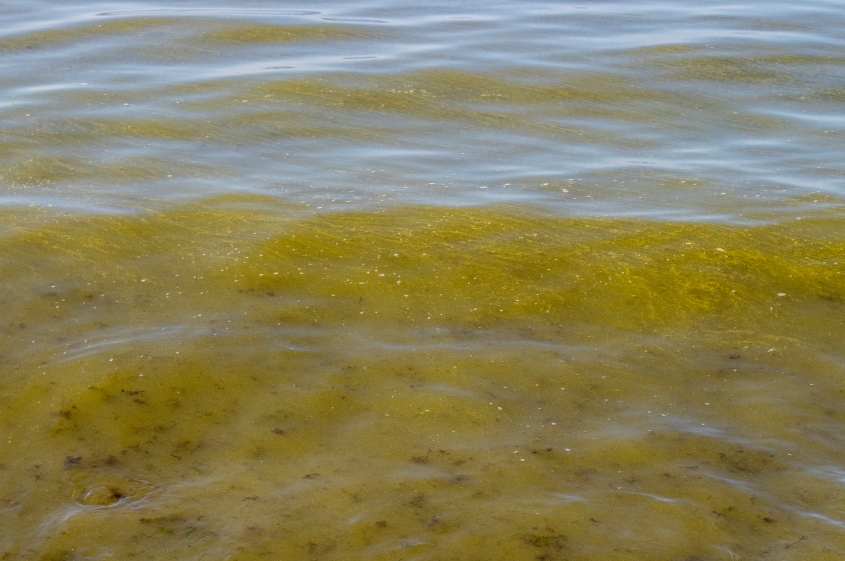 blue green algae blooms appear on a body of water