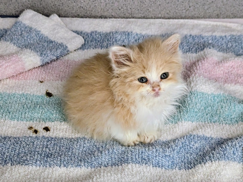 A tiny kitten on a blanket with fry food pellets around