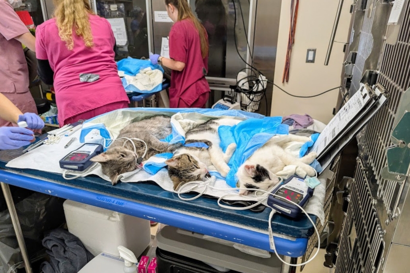 Four cats under anesthesia on a vet table