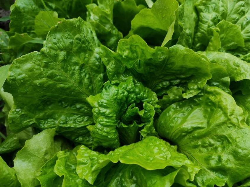 lettuce