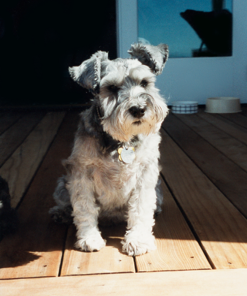 The dog Maddie on a porch