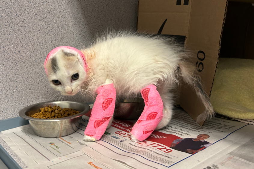 A kitten with bandages all over its body and its head