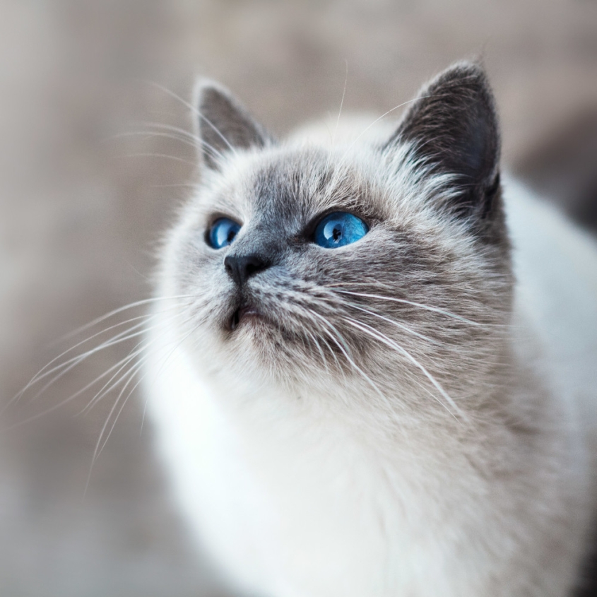 A grey cat