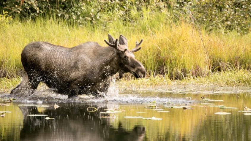 moose in a river