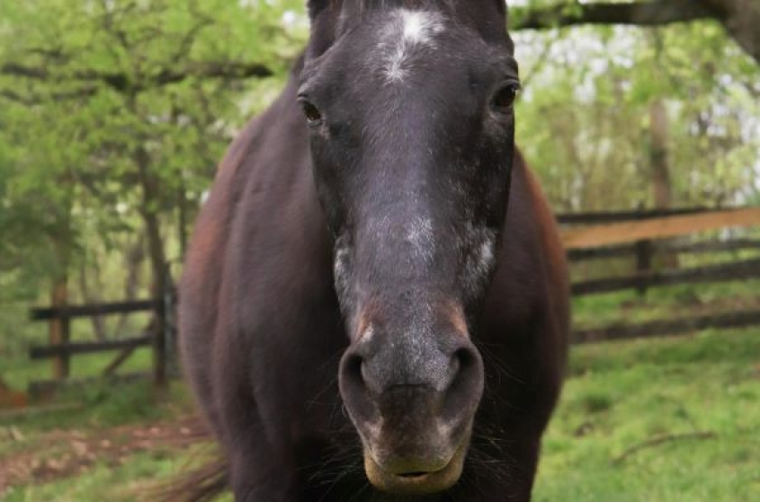 old horse